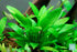 Cryptocoryne Wendtii Green