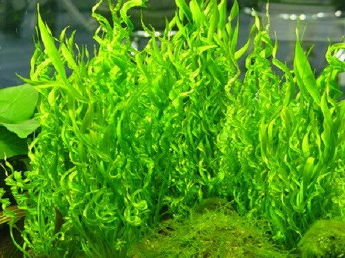 Vesuvius Sword Echinodorus Vesuvius in freshwater aquarium