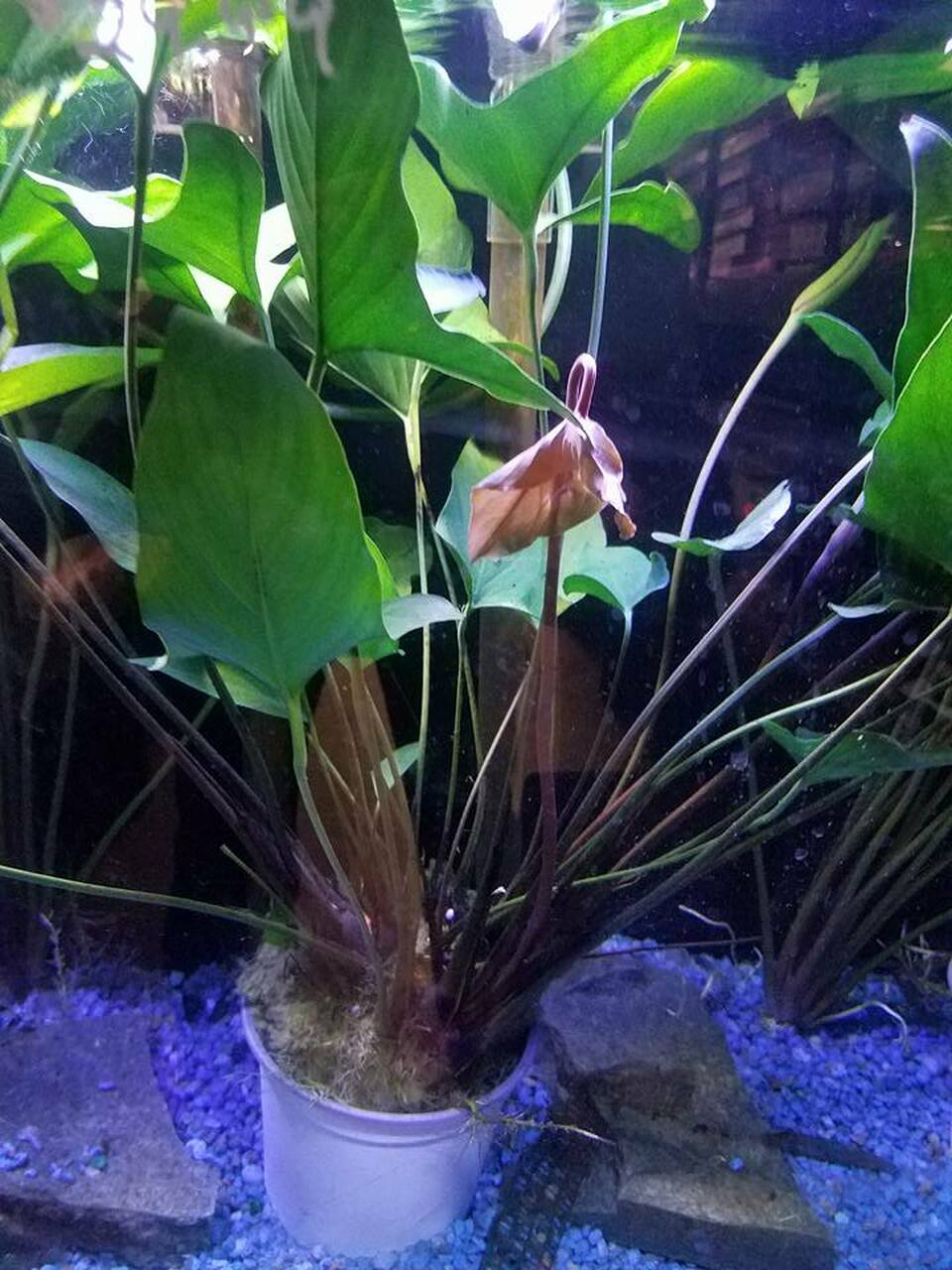 Anubias Hastifolia close-up detail