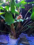 Anubias Hastifolia close-up detail
