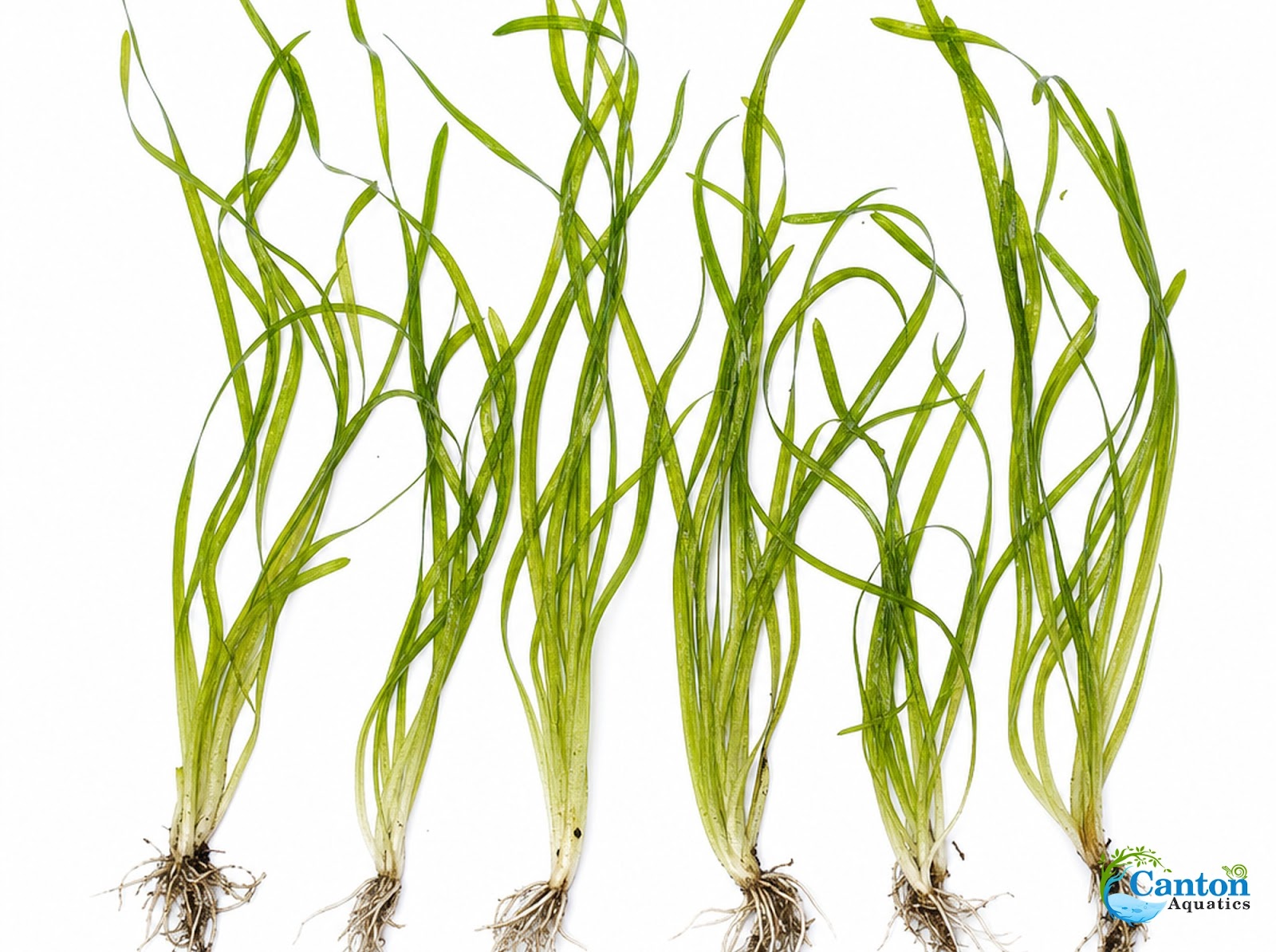 Italian Vallisneria Spiralis Live Aquarium Plants - 6 Pack