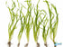 Italian Vallisneria Spiralis Live Aquarium Plants - 6 Pack