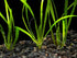 18 Plant Pack Valisnaria Vals Live Aquarium Plants
