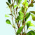 Live Ludwigia Repens Super Red Mini aquarium plant