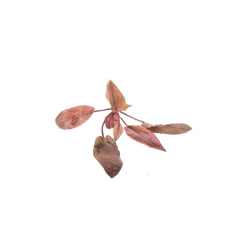 Cryptocoryne Crypt Flamingo Live Aquarium Plant Pink Easy – Buy 2 Get 1 Free