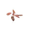 Cryptocoryne Crypt Flamingo Live Aquarium Plant Pink Easy – Buy 2 Get 1 Free