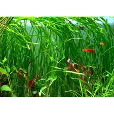 6 Jungle Vallisneria American Val Plants