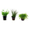 Aquarium Foreground Plant Bundle – 3 potted live plants for front of tank