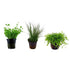 Aquarium Foreground Plant Bundle – 3 potted live plants for front of tank