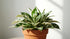 Hygrophilla Corymbosa "Varigated" Marble Temple Plant