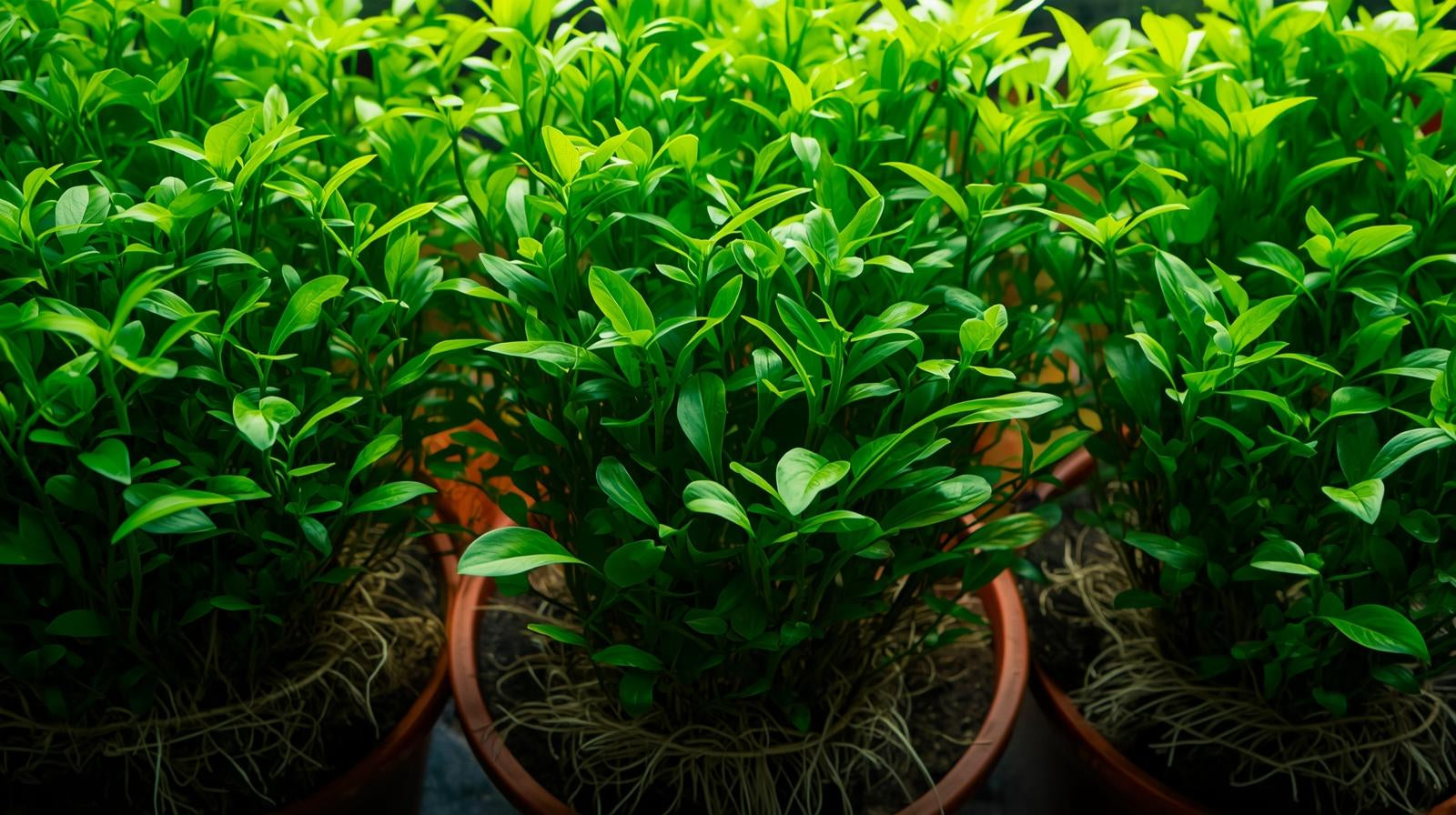 Aquarium Foreground Plant Bundle - Image 7 of 11