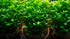 Aquarium Foreground Plant Bundle - Image 7 of 11