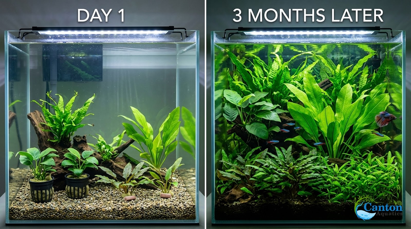 Live Aquarium Plants Bundle 10 Pack - Plant Variety Showcase