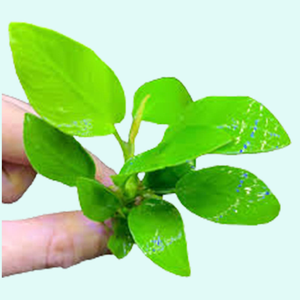 Anubias Barteri Nana (Golden) aquatic plant for planted tank