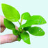 Anubias Barteri Nana (Golden) aquatic plant for planted tank