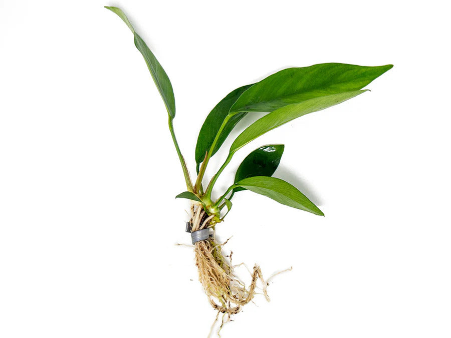 Anubias Nancon