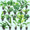 Beginner Live Aquarium 10 Pack Plants Bundle Live Aquarium Plants