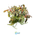Bucephalandra Kedagang 52 - Close Up View