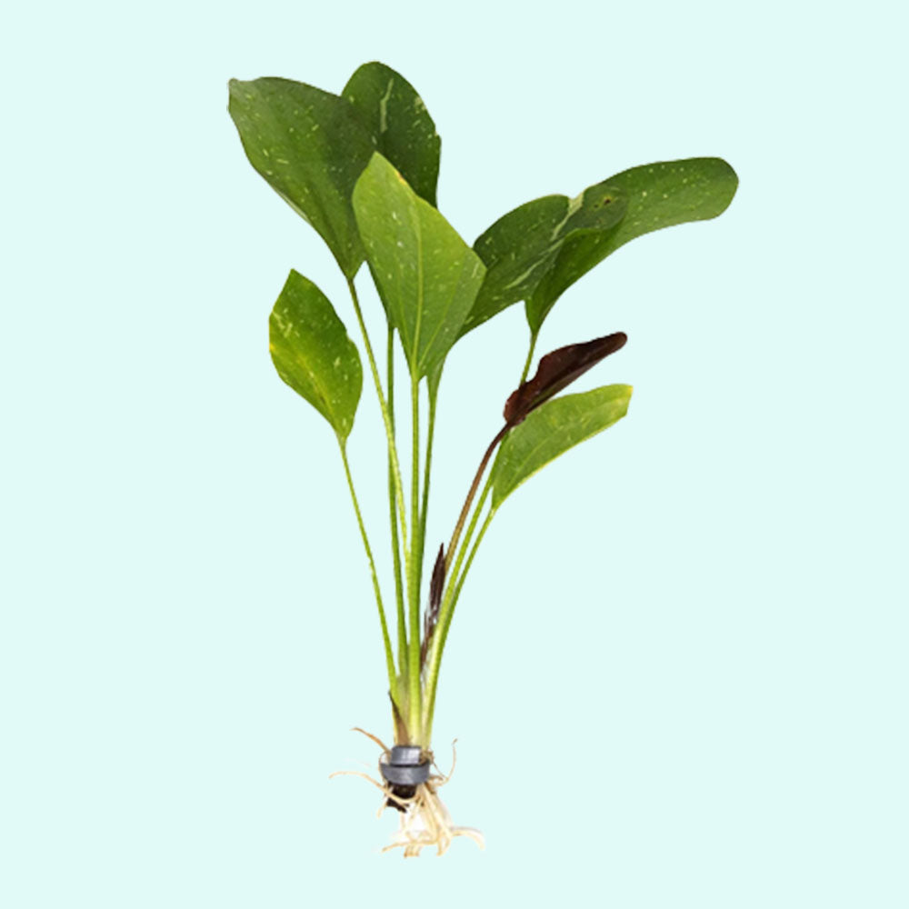 Rose Sparkle Sword (Echinodorus sp. “Rose Sparkle”) – Live Aquarium Plant