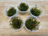 5 Java Moss Portions Live Aquarium Plant Taxiphyllum Barbieri BUY 2 GET 1 FREE