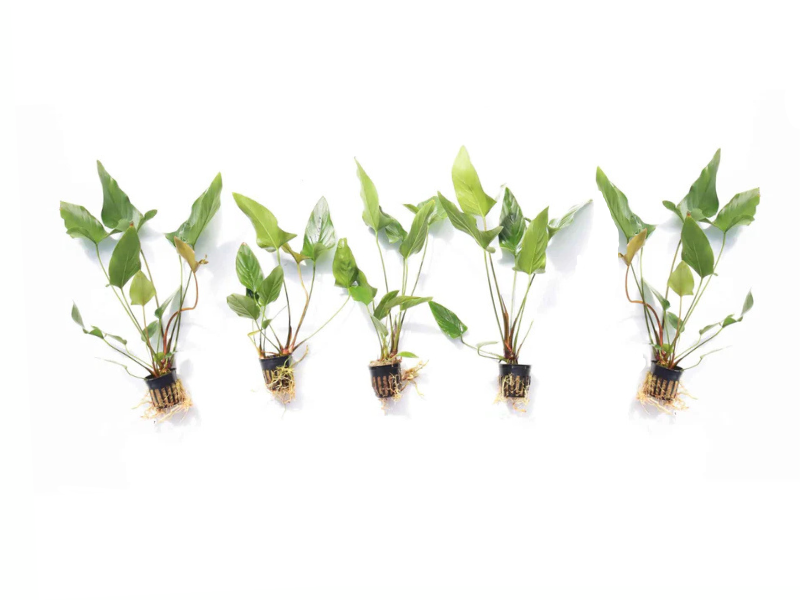 Anubias Gigantea live plant specimen