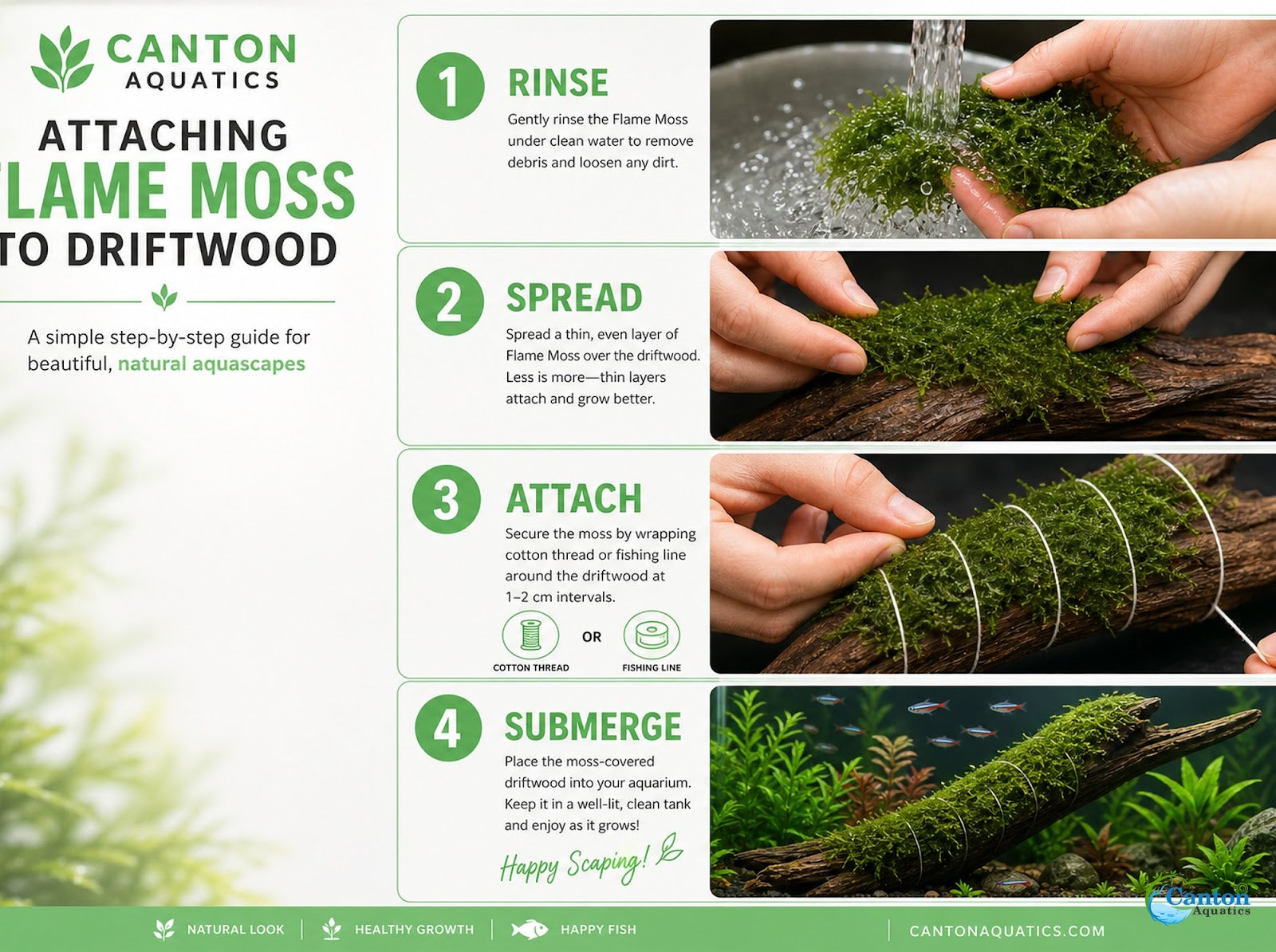 Flame Moss Live Aquarium Plant 3 Pack 4oz Freshwater Moss for Fish Tank from Canton Aquatics
