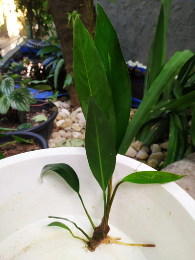 Anubias Heterophylla Lanceolata Bare Root