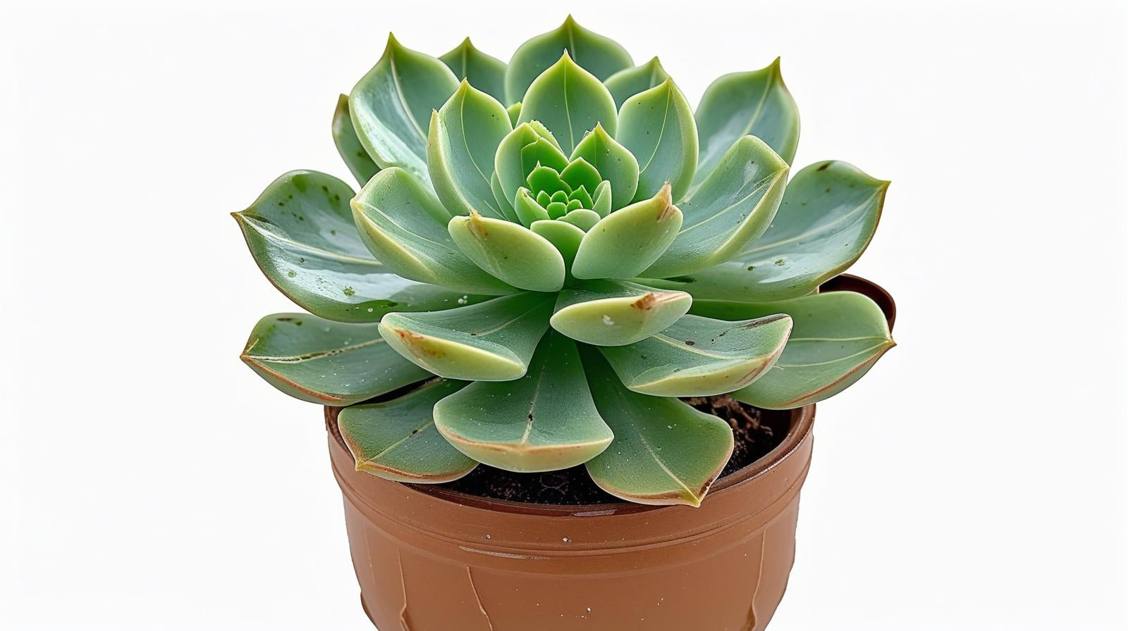 Echeveria Vertis