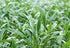 Cryptocoryne Crypt Lucens product photo