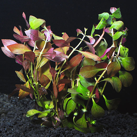 Ludwigia Repens Super Red Mini close-up detail