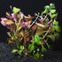 Ludwigia Repens Super Red Mini close-up detail