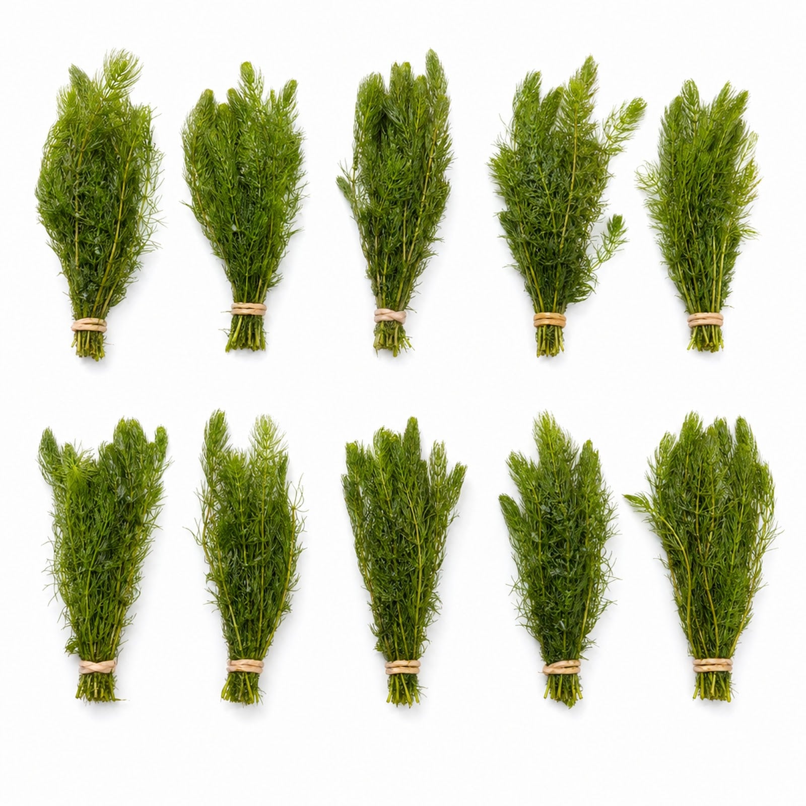10 Pack Hornwort Bunches — Live Freshwater Aquarium Plant - Live Aquarium Plant