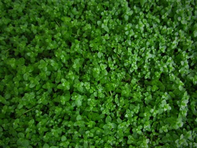 (Pearl Weed) Hemianthus Micranthemoides
