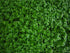 (Pearl Weed) Hemianthus Micranthemoides