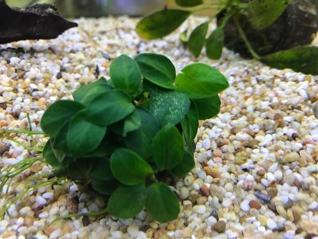 Anubias Barteri "Nana Petite" size and color reference