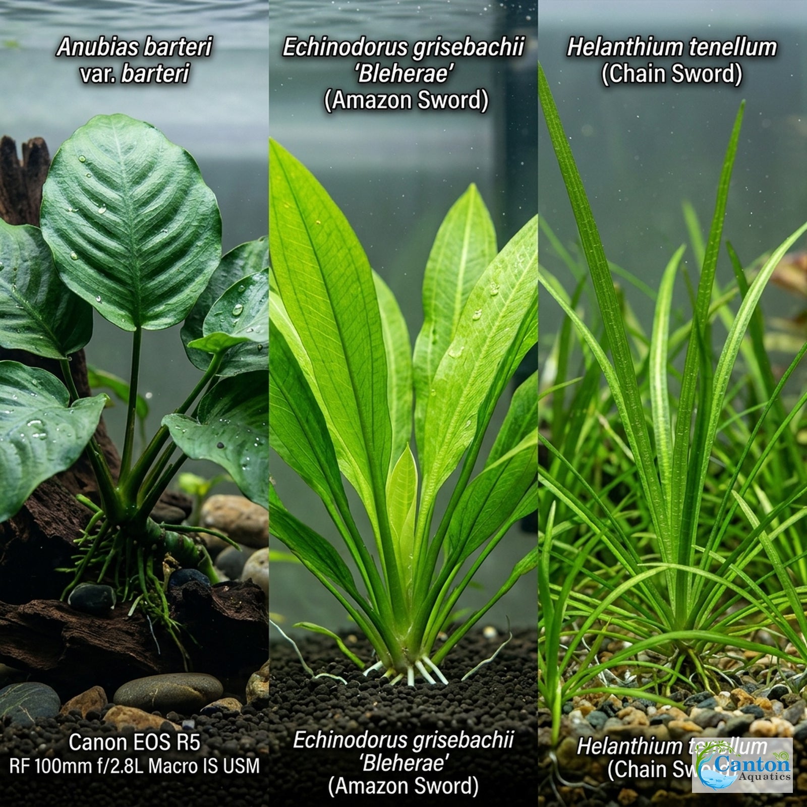 amazon plastic aquarium plants Aquarium Plant Bundle: 1 Anubias, 2 Amazon & 3 Dwarf Sag