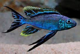 Seachem MetroPlex™ – Marine & Freshwater Fish Treatment
