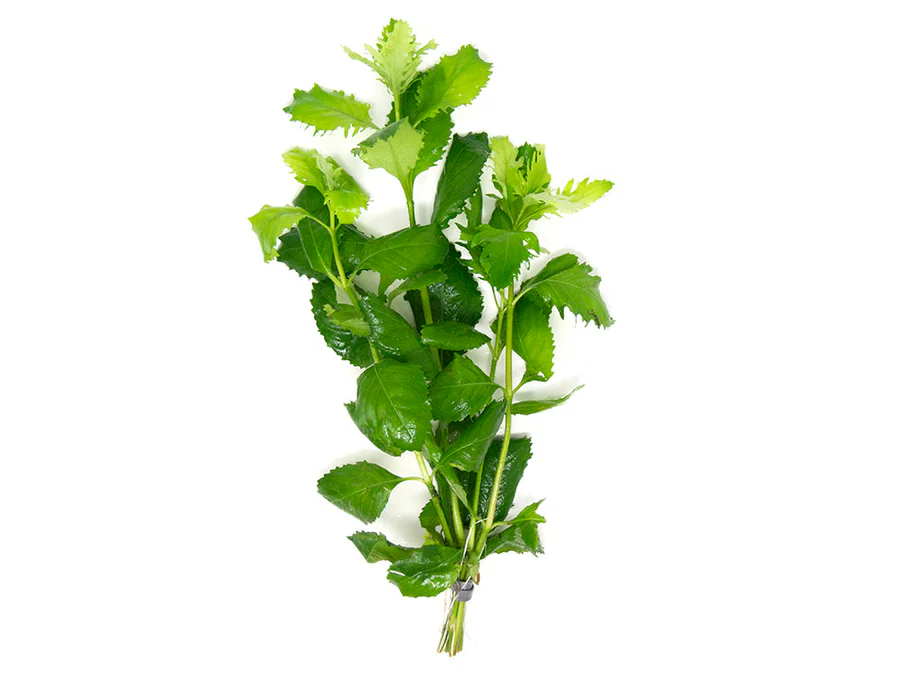 Hygrophila Difformis Water Wisteria Bunch Live Aquarium Plants BUY 2 GET 1 FREE