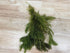 Live Hornwort Bunch aquarium plant