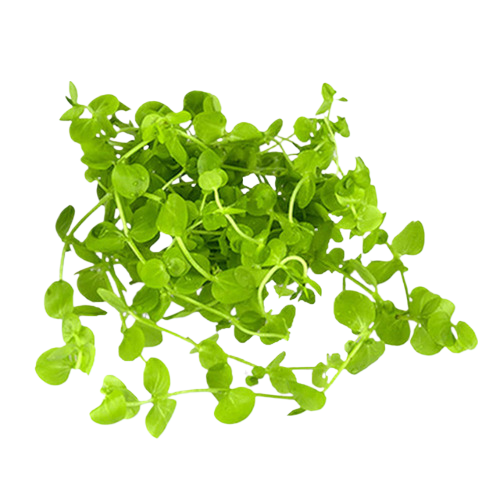 Dwarf Baby Tears (Micranthemum umbrosum) – Live Freshwater Aquarium Plant