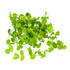 Dwarf Baby Tears (Micranthemum umbrosum) – Live Freshwater Aquarium Plant