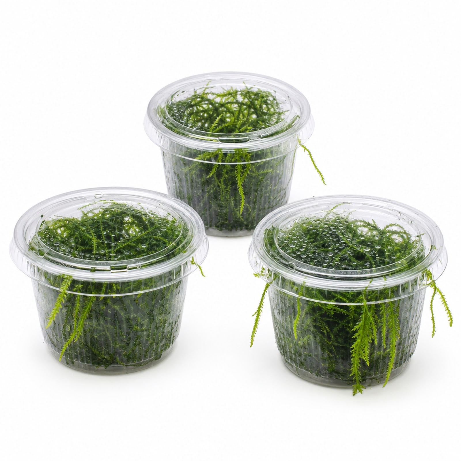 Weeping Moss Live Aquarium Plant 3 Pack 4oz Cups Freshwater Fish Tanks from Canton Aquatics