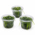 Weeping Moss Live Aquarium Plant 3 Pack 4oz Cups Freshwater Fish Tanks from Canton Aquatics