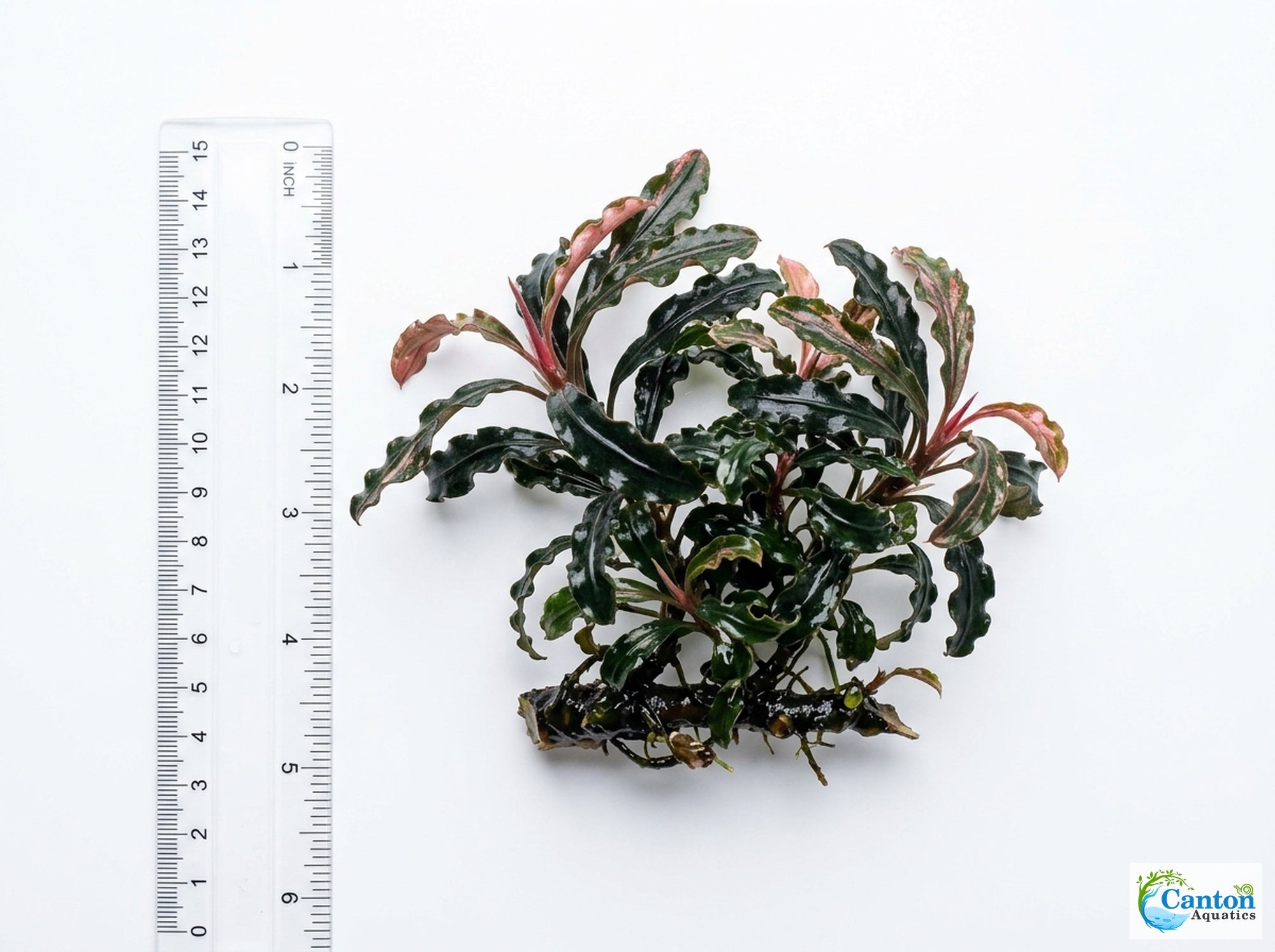 Bucephalandra Kedagang 52 - Size Reference