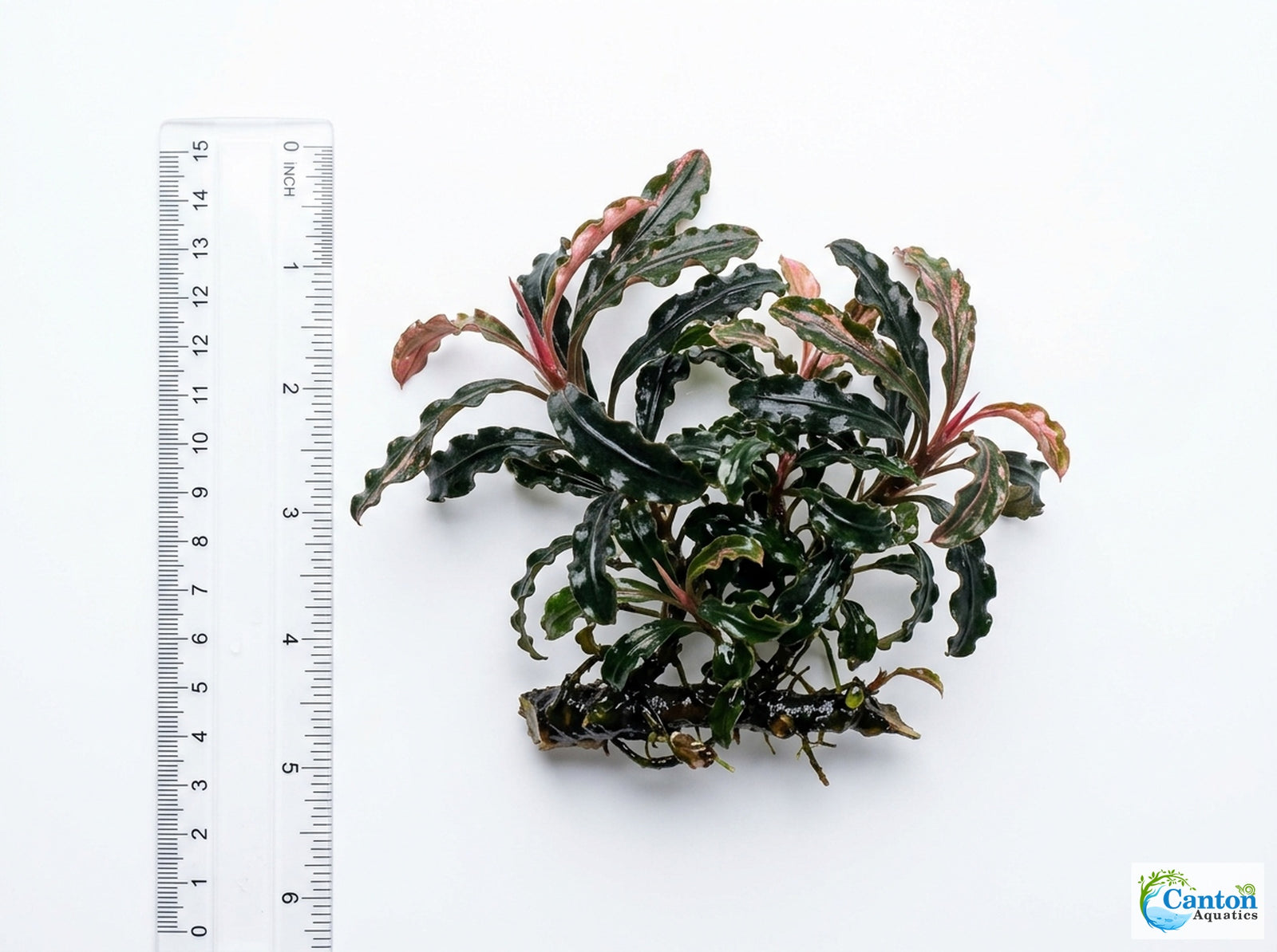 Bucephalandra Kedagang 52 - Size Reference