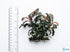 Bucephalandra Kedagang 52 - Size Reference