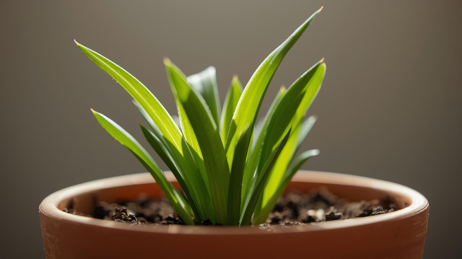 Dwarf Sagittaria (Broadleaf) - Image 6