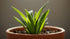 Dwarf Sagittaria (Broadleaf) - Image 6