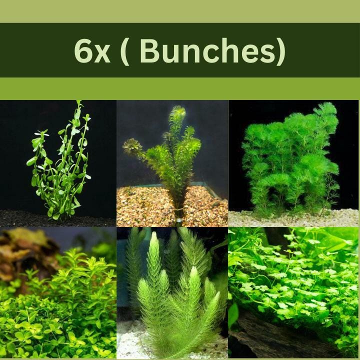 Beginner-Friendly Low Light Plant Bundle (6 Easy-Grow Varieties)