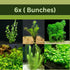 Beginner-Friendly Low Light Plant Bundle (6 Easy-Grow Varieties)